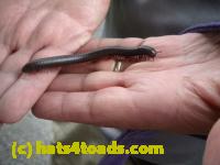 /home//u458753944/public_html/sourcegallery//Insects and small critters/millipedes and centipedes/DSCN1186.JPG